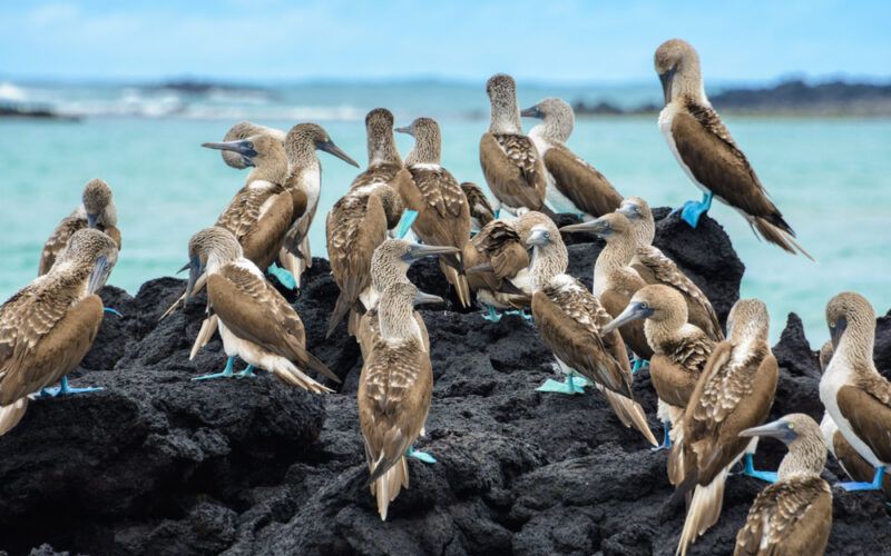 Piquero - Terej modronohý, Galapágy, ptáci na skalnatém pobřeží