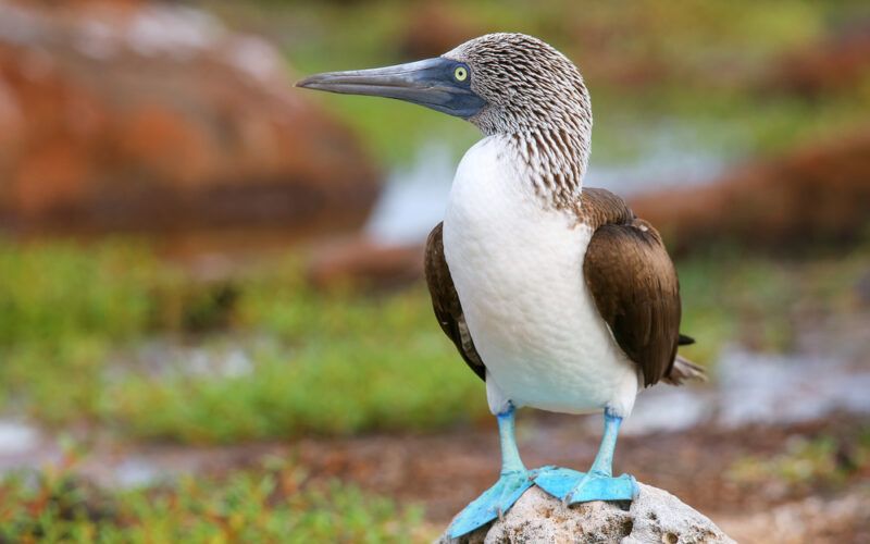 Terej modronohý - anglicky Blue-footed booby