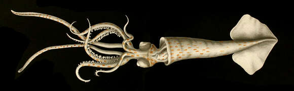 Chobotnice Brachioteuthis riisei