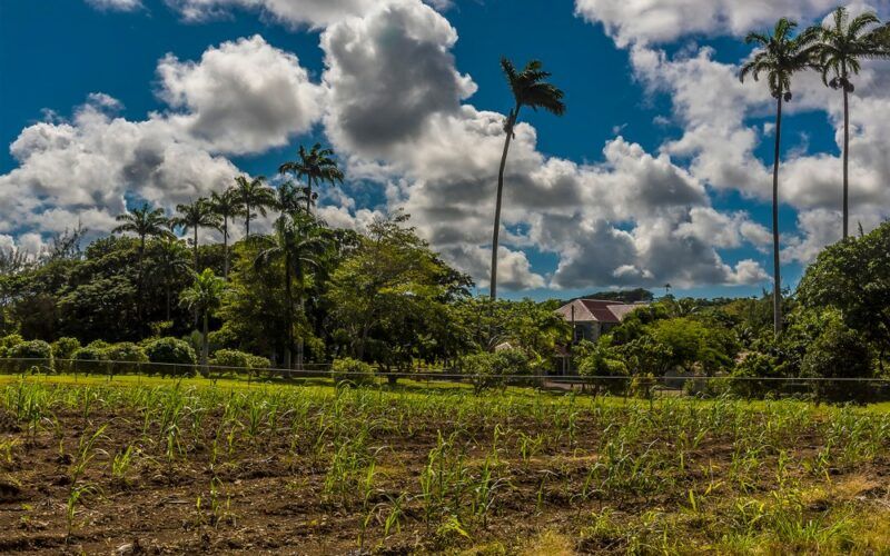 Plantáž cukrové třtiny na Barbadosu - mladé rostliny